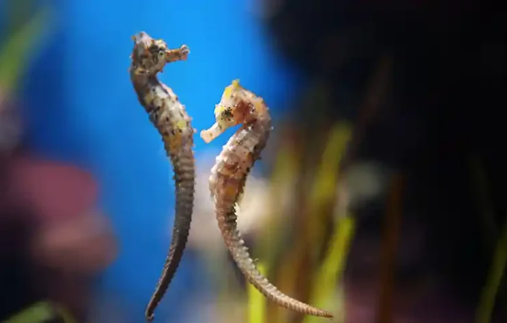 The National Aquarium Abu Dhabi is one of the biggest aquarium in the region and contains 46,000 marine animals spread across 10 zones. The largest aquarium in the Middle East, measuring 9000 square meters, was created on an epic scale. Book your tickets online to the National Aquarium Abu Dhabi and discover the fascinating marine life.
