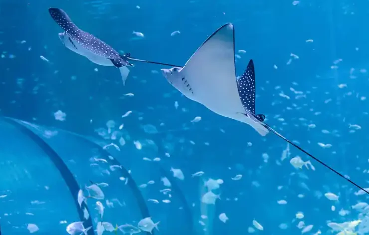 The National Aquarium Abu Dhabi is one of the biggest aquarium in the region and contains 46,000 marine animals spread across 10 zones. The largest aquarium in the Middle East, measuring 9000 square meters, was created on an epic scale. Book your tickets online to the National Aquarium Abu Dhabi and discover the fascinating marine life.